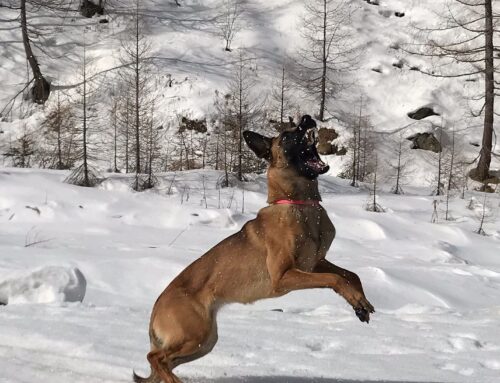 Oberkommando Chubby